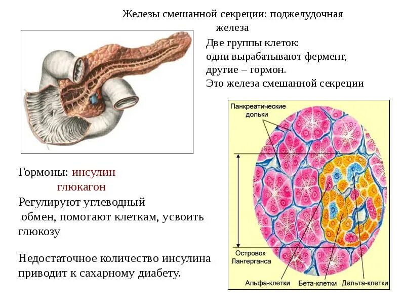 Является железой смешанной секреции. Поджелудочная железа железа смешанной секреции. Железы смешанной секреции (половые железы, поджелудочная железа). Поджелудочная железа смешанная секреция.