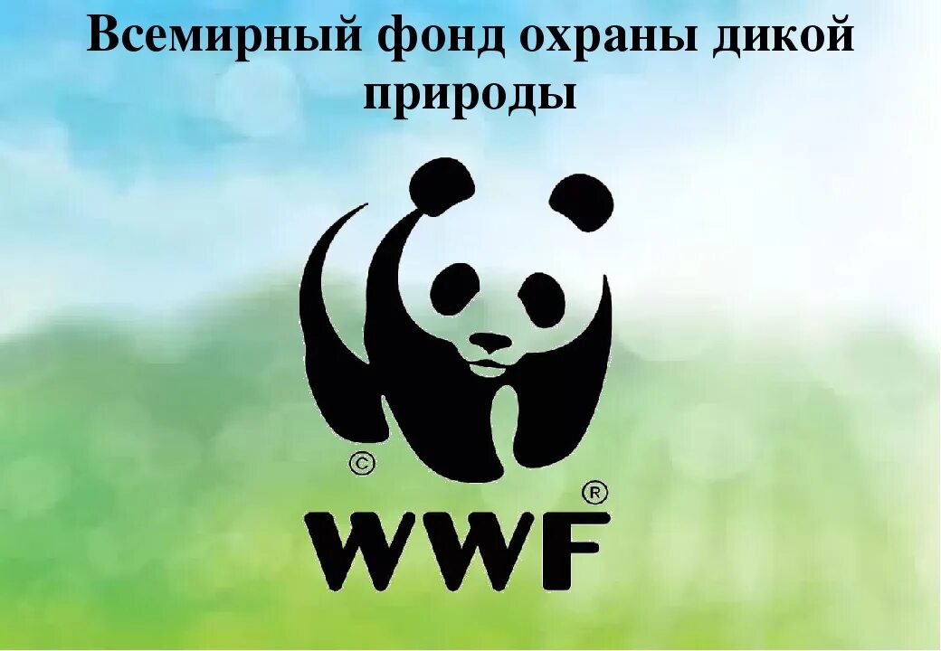 Всемирный фонд дикой природы. Всемирный фонд охраны дикой природы. Панда Всемирного фонда защиты дикой природы. Всемирный фонд дикой природы эмблема. Вфоп — Всемирный фонд охраны природы.