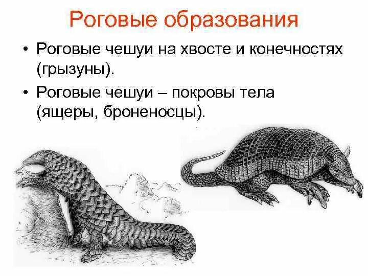 Роговых чешуй на теле. Роговые чешуйки у млекопитающих. роговые чешуи. млекопитающие покрытые чешуей. роговые выросты млекопи.