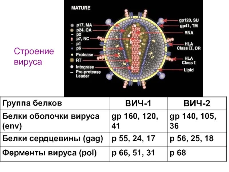 P24 вич 2. Структура ВИЧ 2. Вирус вич1 вич2 отличия. ВИЧ 1/2. Вирус иммунодефицита человека.