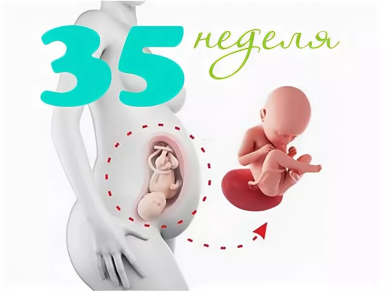 35 неделя какой. 35 Неделя беременности вес. Вес ребёнка в 35 недель беременности. Вес малыша на 35 неделе беременности. Вес плода в 35 недель беременности.