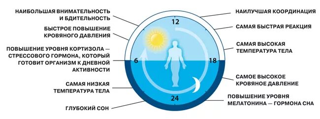 Время отдыха организма. Суточный цикл человека. Гормоны по часам в организме. Биоритмы органов человека по часам в течение суток. Биологические часы гормоны.