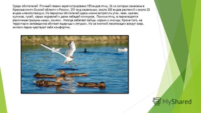 животные-рекордсмены. животные пустынь северной америки. животные пресного водоема бобры сообщение. обитатели тропиков сделать сообщение. обитатели степей россии.