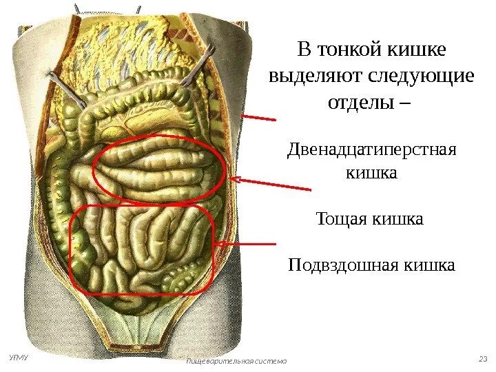 Подвздошная кишка анатомия. Тонкая кишка анатомия топография. Тонкая кишка строение топография. Тонкий кишечник анатомия топография. Топография отделов тонкой кишки.