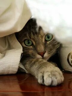 Кошка трогает