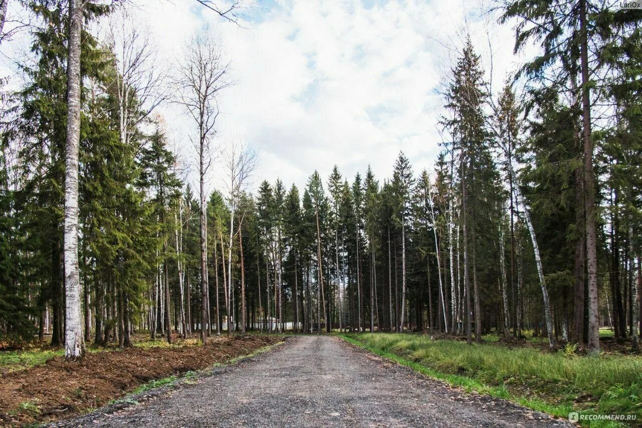 Поселок лесной телефон. Поселок в лесу. Поселок Лесной Московская область. Икшинский лес. Лесная быль коттеджный поселок.