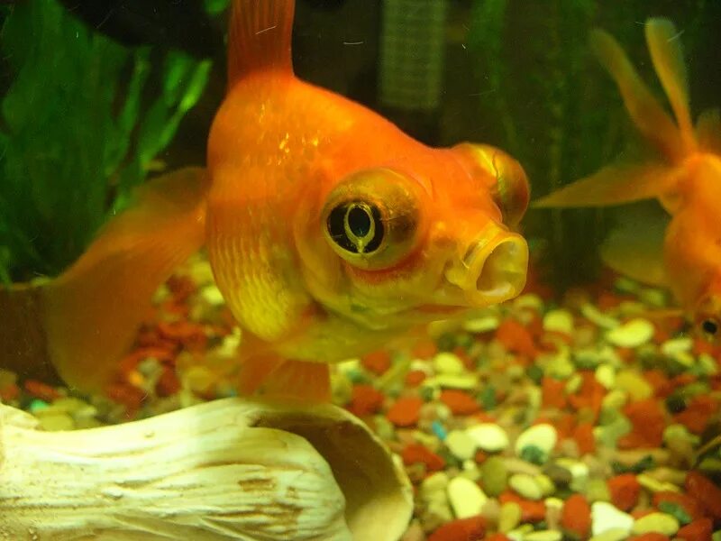золотая рыбка телескоп. данио вуалехвост. аквариумные рыбки голдфиш. золотая рыбка рюкин. сколько лет живут золотые рыбки.