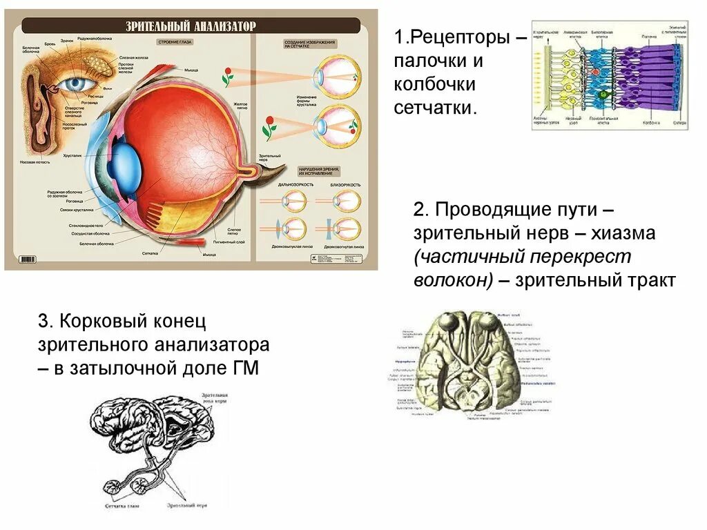 Тест 24 органы чувств зрительный анализатор. Анализатор орган рецепторы зрительный нерв. Строение зрительного анализатора Рецептор. Рецепторы глазного анализатора. Зрительный анализатор расположение рецепторов.