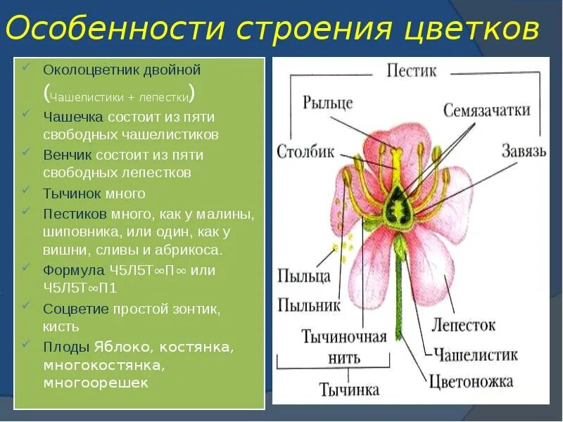 Околоцветник венчик из