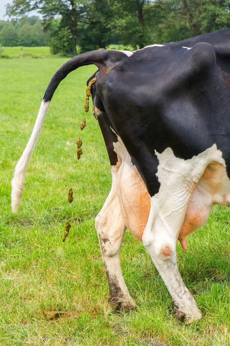 Почему коровы какают