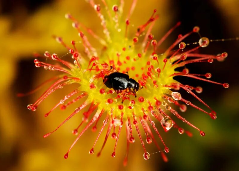 Росянка (Drosera) - Страница 201 - Комнатное цветоводство