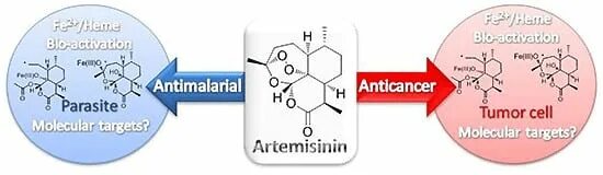 Артемизинин при осложненном течении малярии назначается. Артемизинин. Артемизинин механизм. Артемизинин механизм действия. Артемизинин противомалярийный.