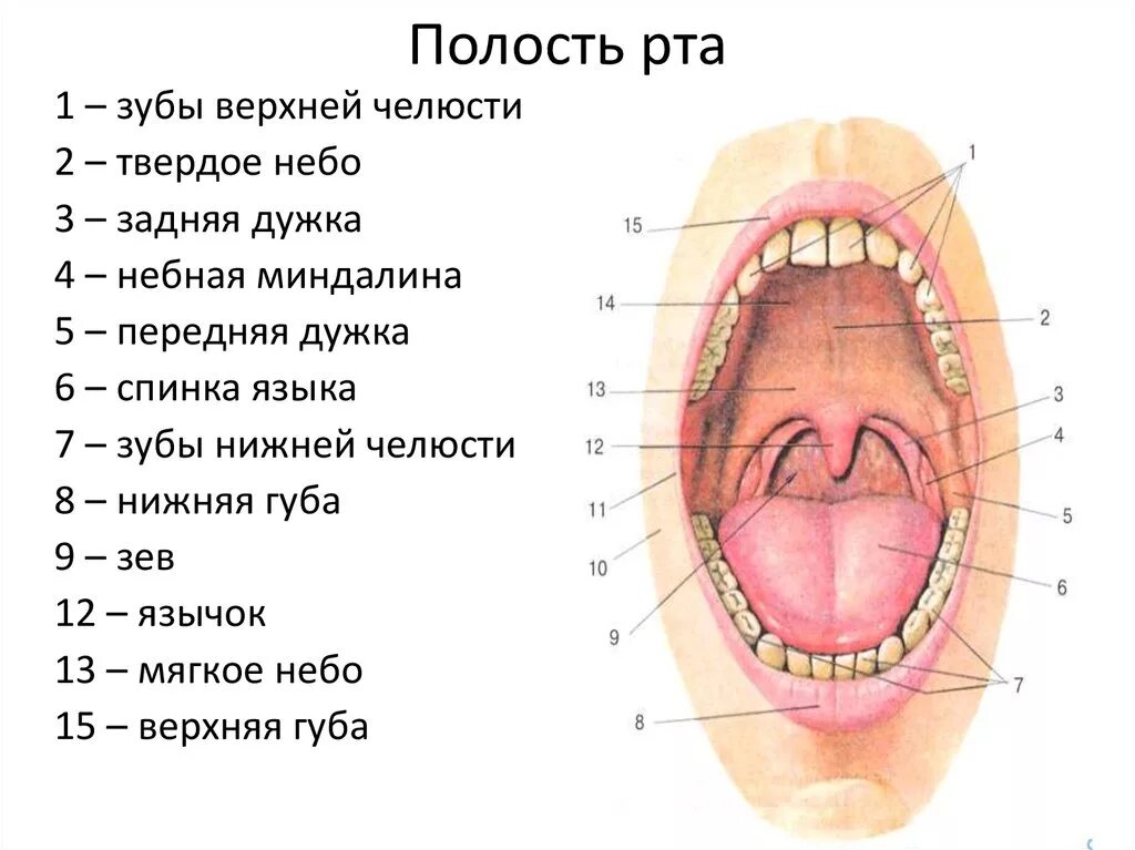 Язычок во рту как называется