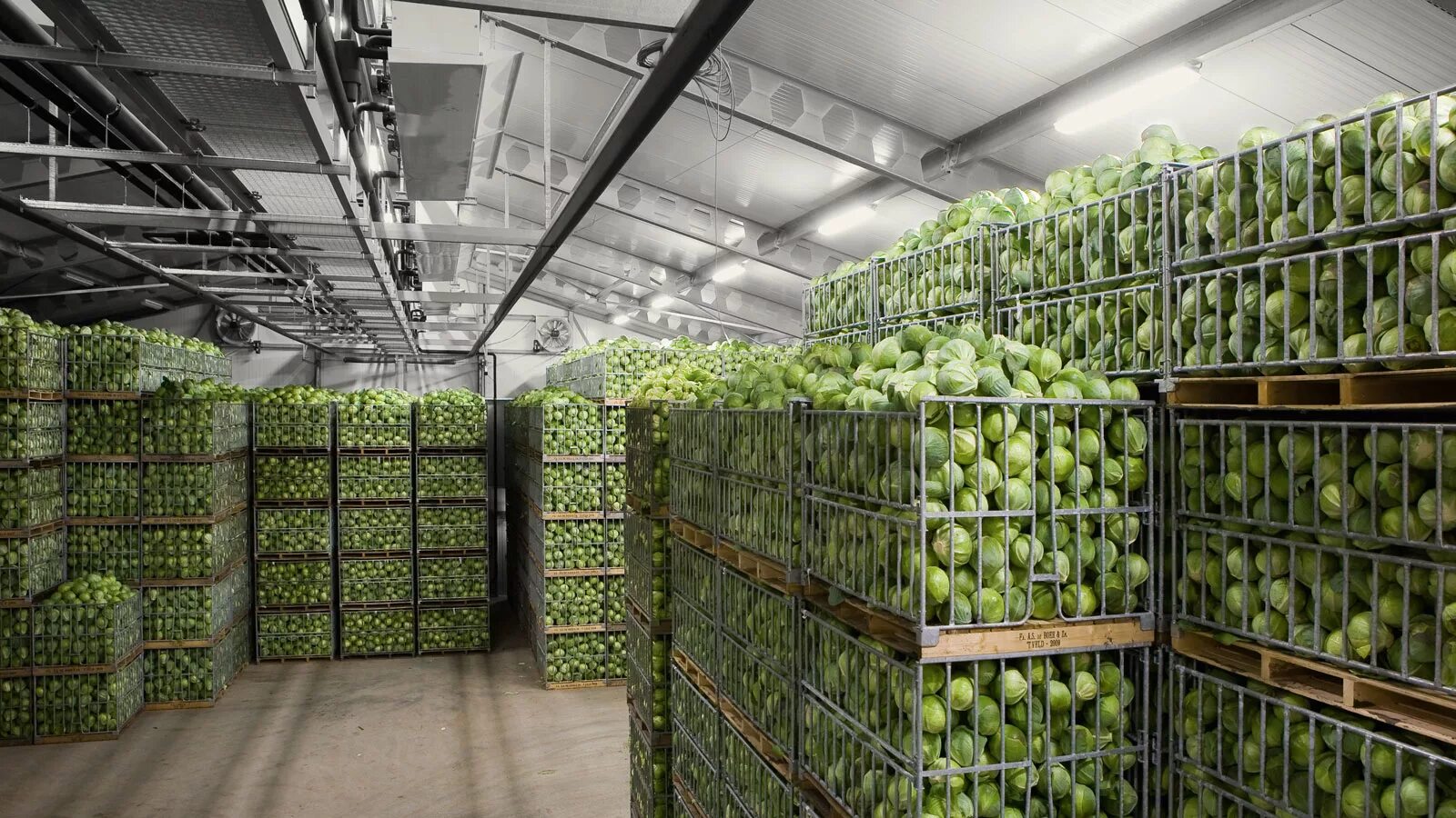 Оптовые базы овощей и фруктов. Холодильная камера для овощей 200м2. Овощехранилище холодильная камера. Овощехранилище 3000 тонн. Овощехранилище фруктохранилище.
