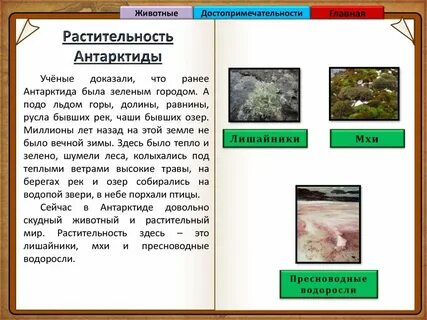 Растительный мир антарктиды