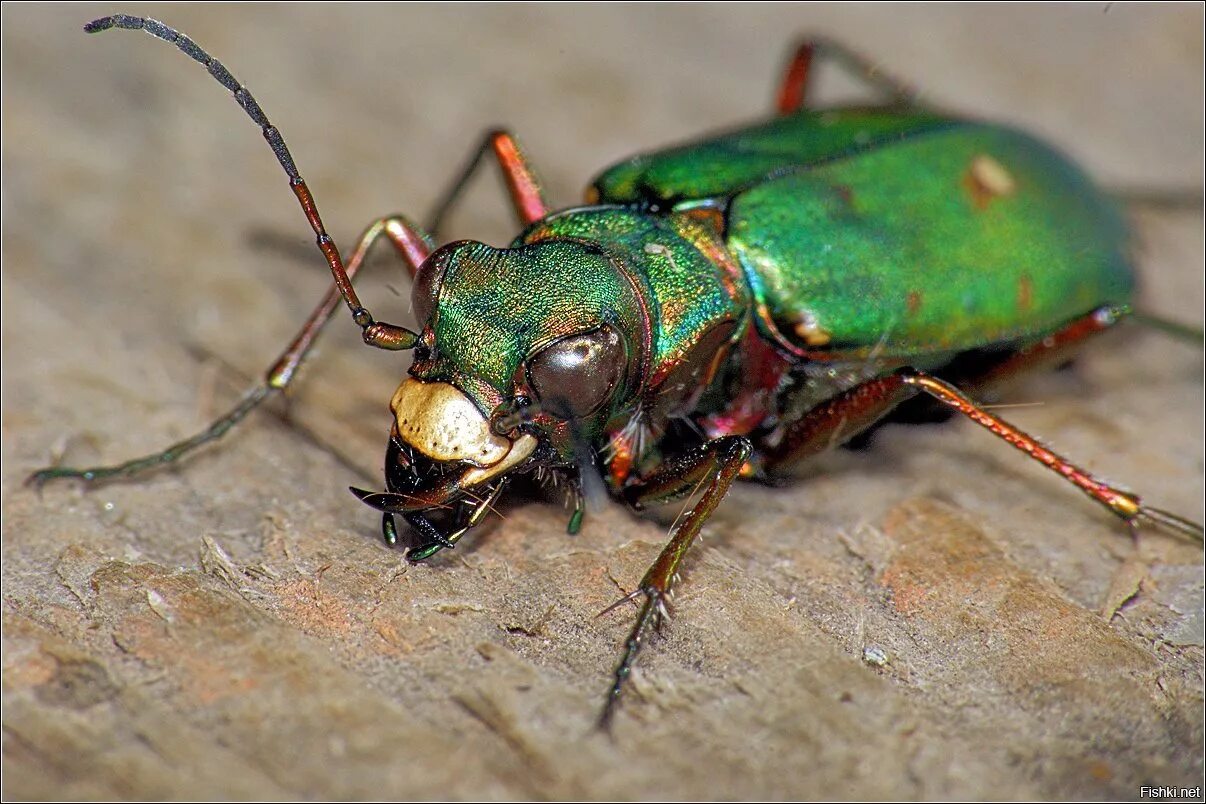 Скакун полевой Cicindela Campestris. Скакун Лесной Cicindela silvatica l. Жук скакун Лесной. Жук скакун полевой зеленый.