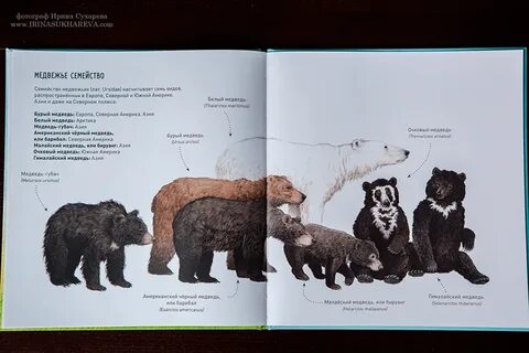 Медведи представители
