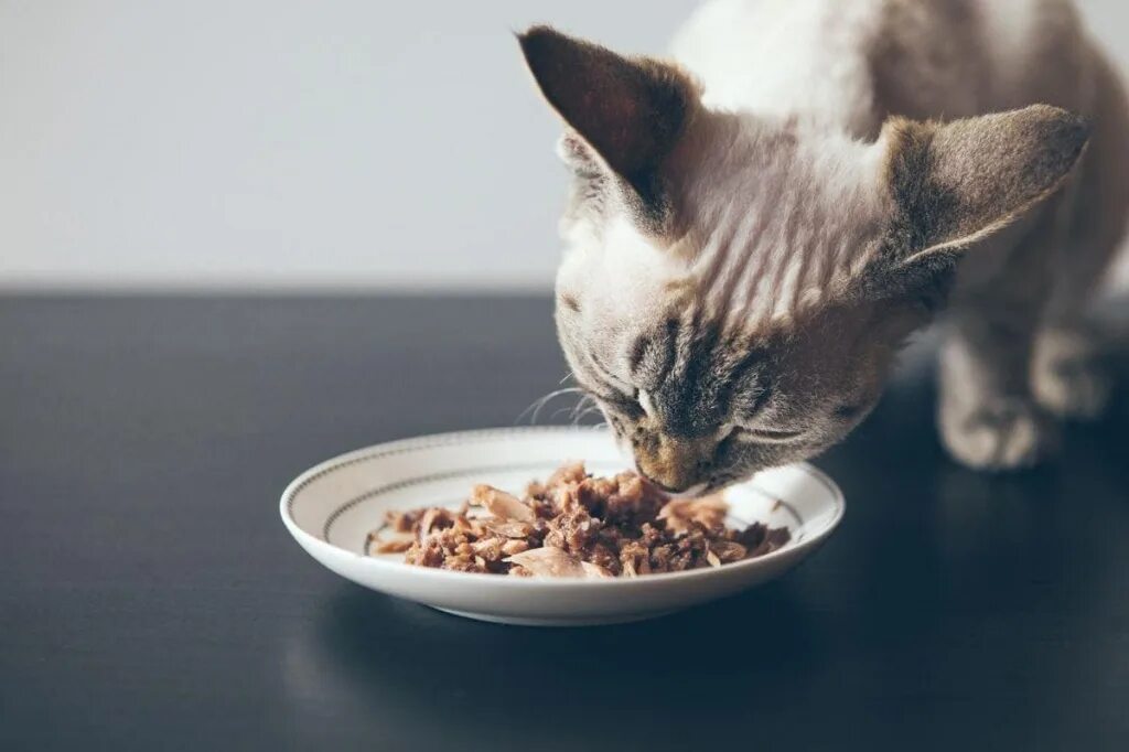 Что ест кошка в домашних условиях. Кошка кушает. Кошка ест влажный корм. Кот кушает корм. Красивый кошачий корм.