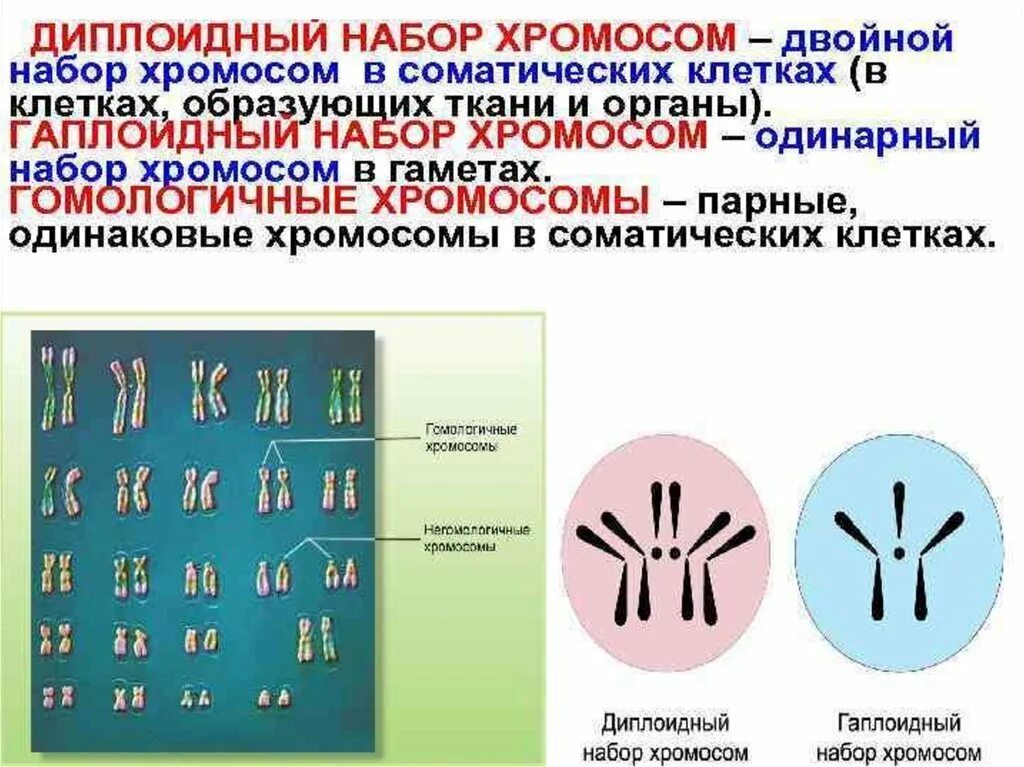 Диплоидный набор хромосом 1с. Гаплоидный диплоидный полиплоидный набор хромосомы. Хромосомный набор диплоидных и гаплоидных. Число хромосом в диплоидном наборе.