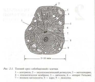 Тонкий срез