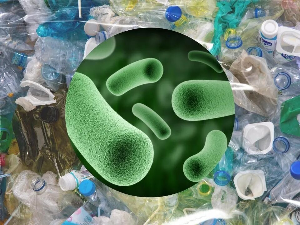 Перерабатывающие бактерии. Бактерии разлагающие пластик. Бактерии поедающие пластик. Бактерии которые питаются пластиком. Бактерии которые быстро разлагают пластик.