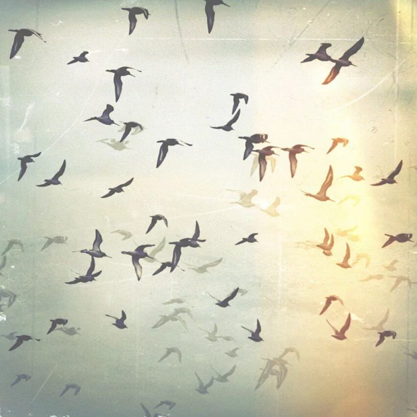 Birds Flying High. Кетмани летают. Flying High картинка. High Flying Birds Art.