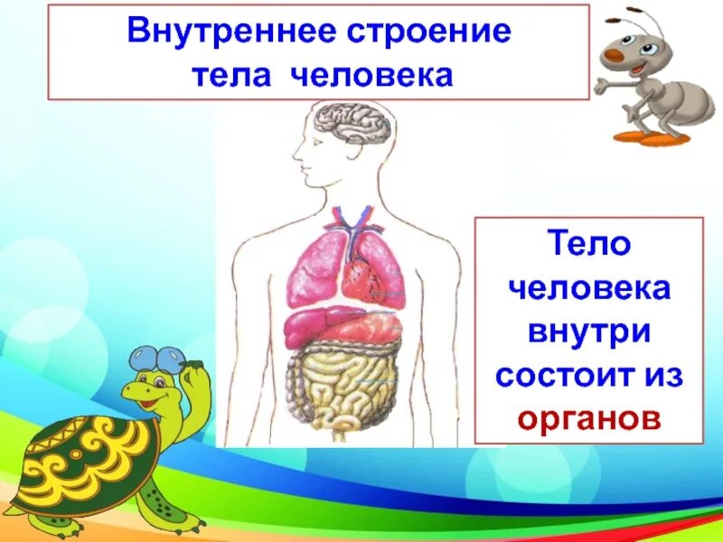 Строение человека 2 класс окружающий мир презентация. Внутреннее строение тела человека. Строение человека 2 класс. Внутреннее строение человека 2 класс. Окружающий мир строение тела человека.