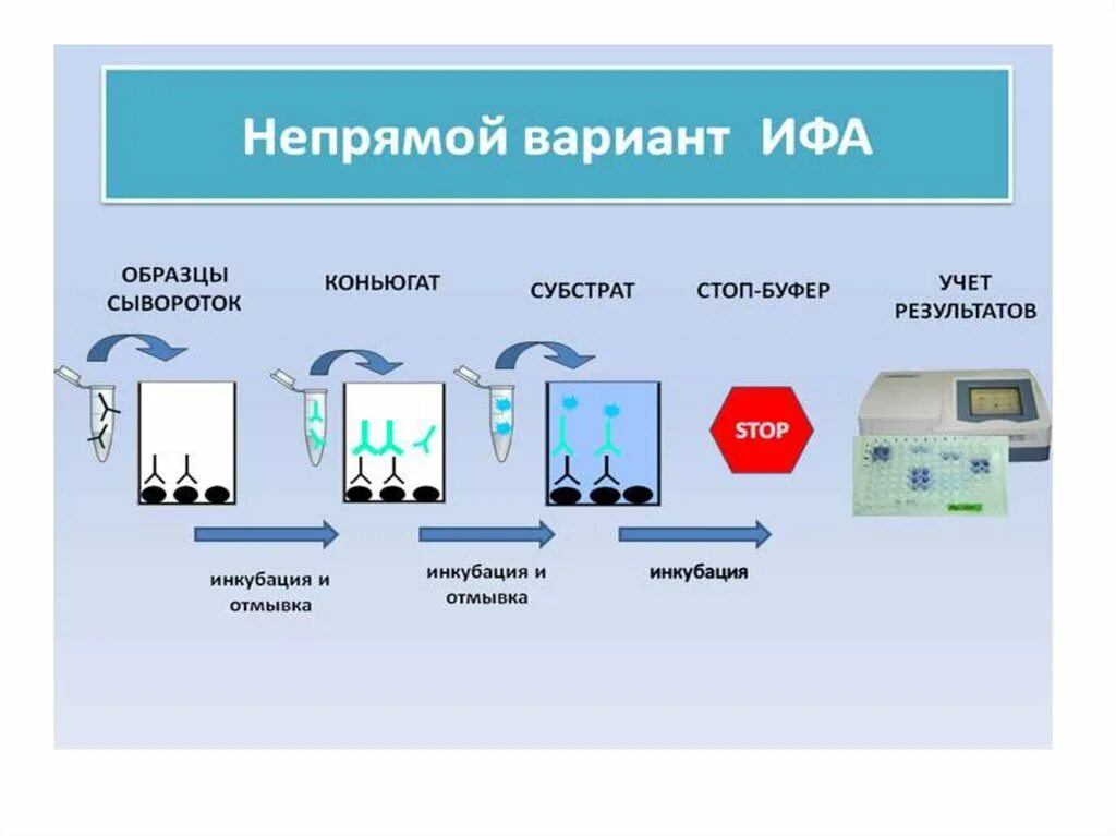 Непрямой метод ИФА схема. Схема постановки реакции ИФА. Непрямой сэндвич метод ИФА. Непрямой метод иммуноферментного анализа схема. Ифа качественно что это