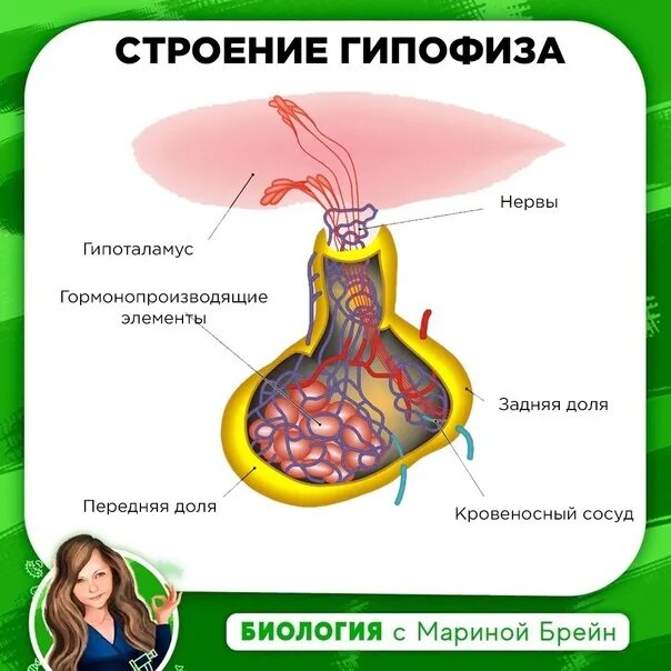 Гипофиз независимые. Препараты гормонов аденогипофиза. Гипофиз строение. Препараты гормонов гипоталамуса и гипофиза классификация. Гипофиз строение и гормоны.