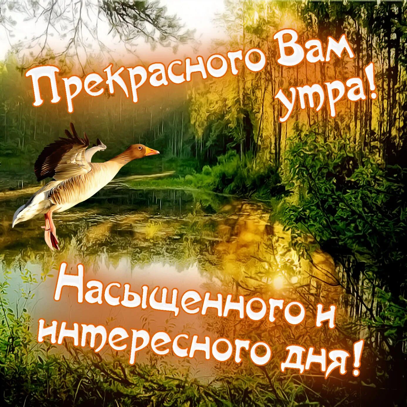 Открытка доброе утро лес. Открытки с добрым утром с природой. Картинки с добрым утром природа. Красивые поздравления с добрым утром природа. Открытки добрый день природа.