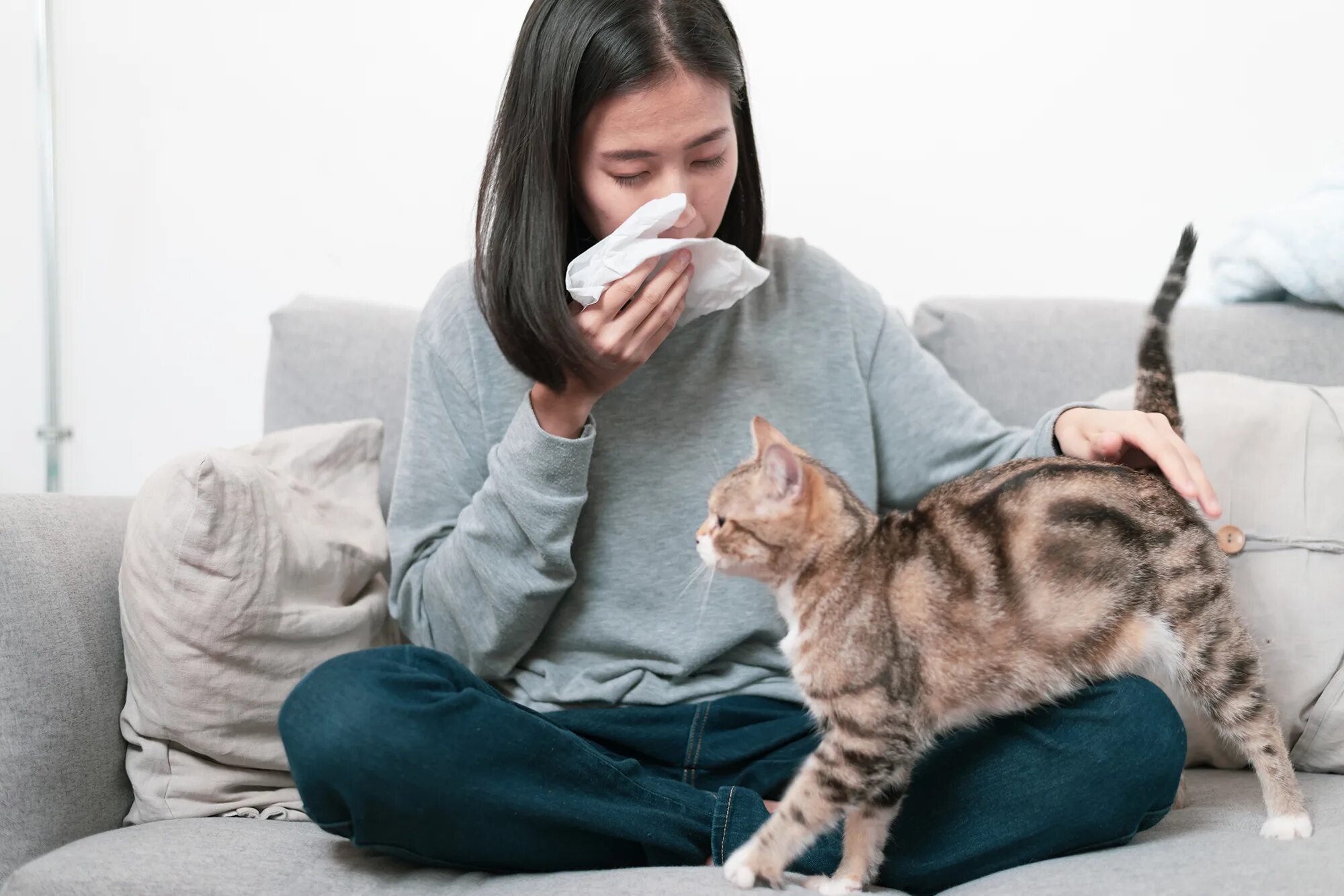 Аллергия на кошек