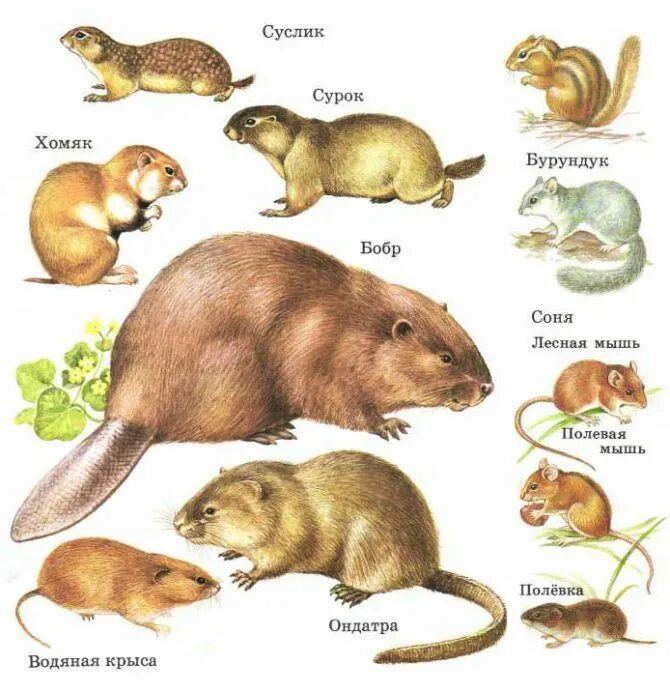 Мыши бобры. Отряды млекопитающих отряд Грызуны. Млекопитающие отряд грызунов. Семейство млекопитающих отряда грызунов. Грызуны представители с названиями.