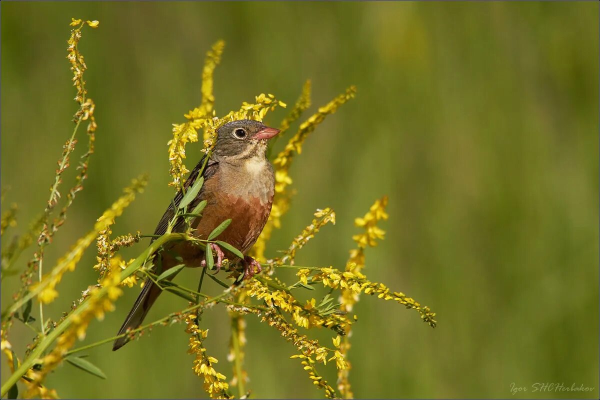 птицы донского края воробьиные. зябликовая овсянка. птицы едят овсянку. овсянка обыкновенная самец и самка. обыкновенная овсянка.
