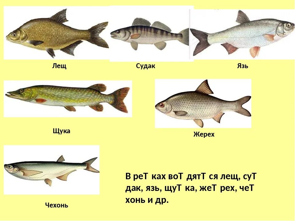 Судак щука окунь лещ. Ерш, лещ, окунь, сом, Судак,. Щука и язь. Судак и щука.