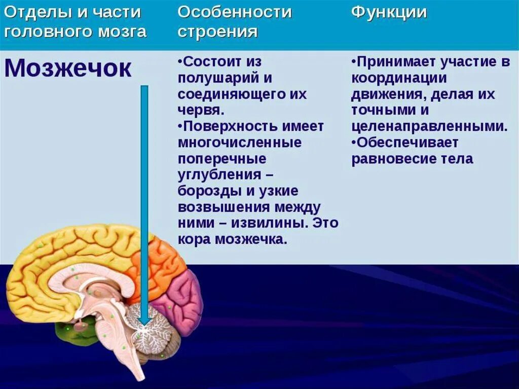 Каким веществом образован передний мозг. Строение мозжечка в головном мозге. Функции отделов головного мозга мозжечок. Функции мозжечка кратко анатомия. Отдел мозга мозжечок функции.