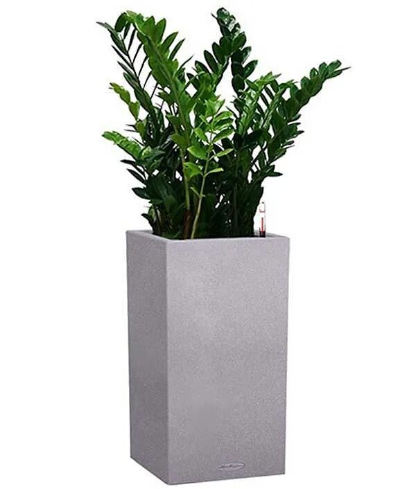 Долларовая пальма замиокулькас. Кашпо для замиокулькаса. Кашпо для замиокулькаса. Lechuza rondo 40, белый. Замиокулькас в горшке.