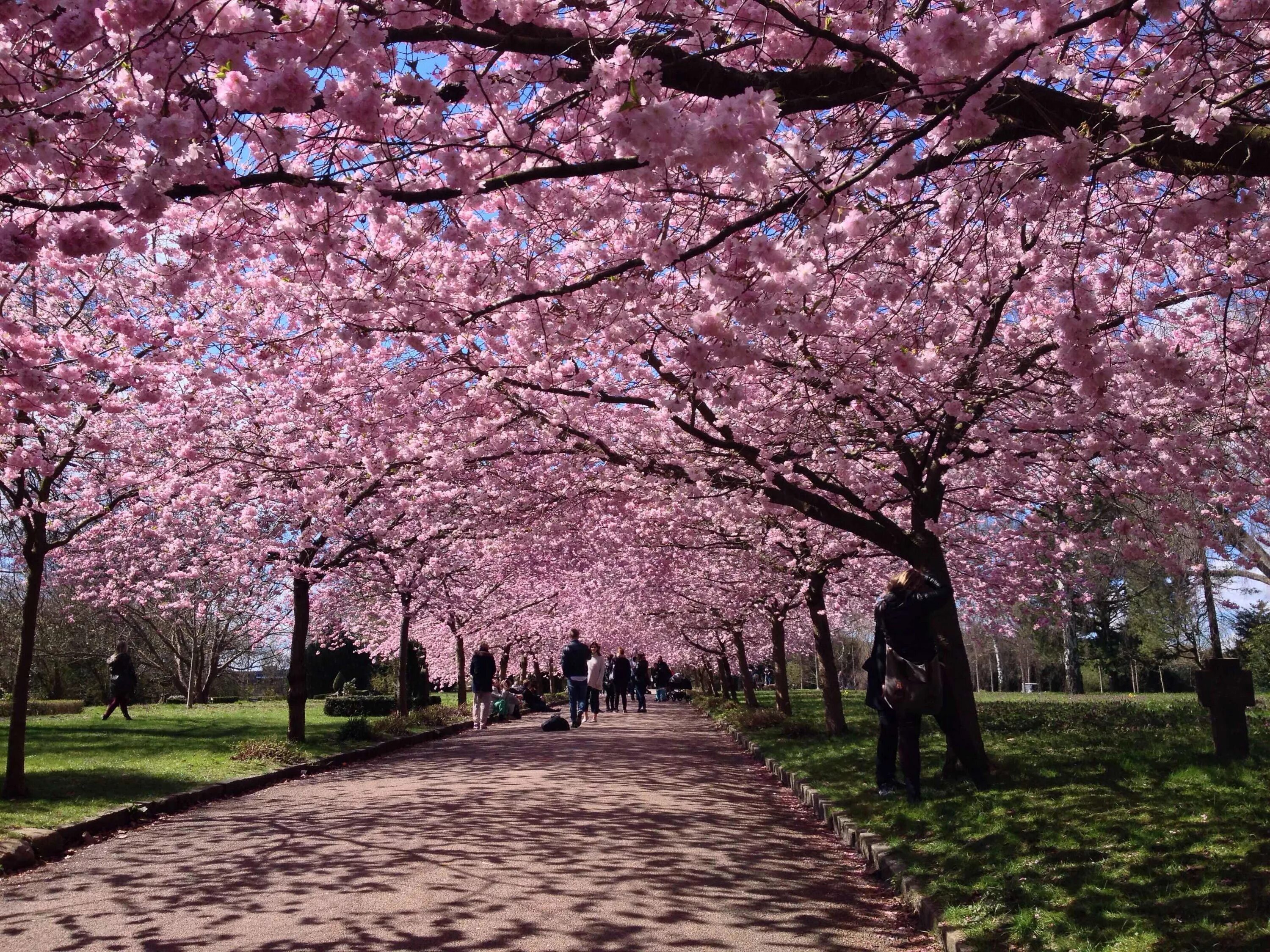 Парк Уэно в Токио. Парк Уэно Сакура. Сакура цветёт Уэно Токио. Парк с сакурой в Токио.