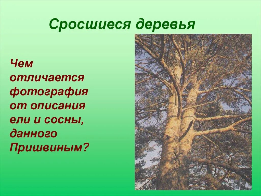 Притча о сосне и ели