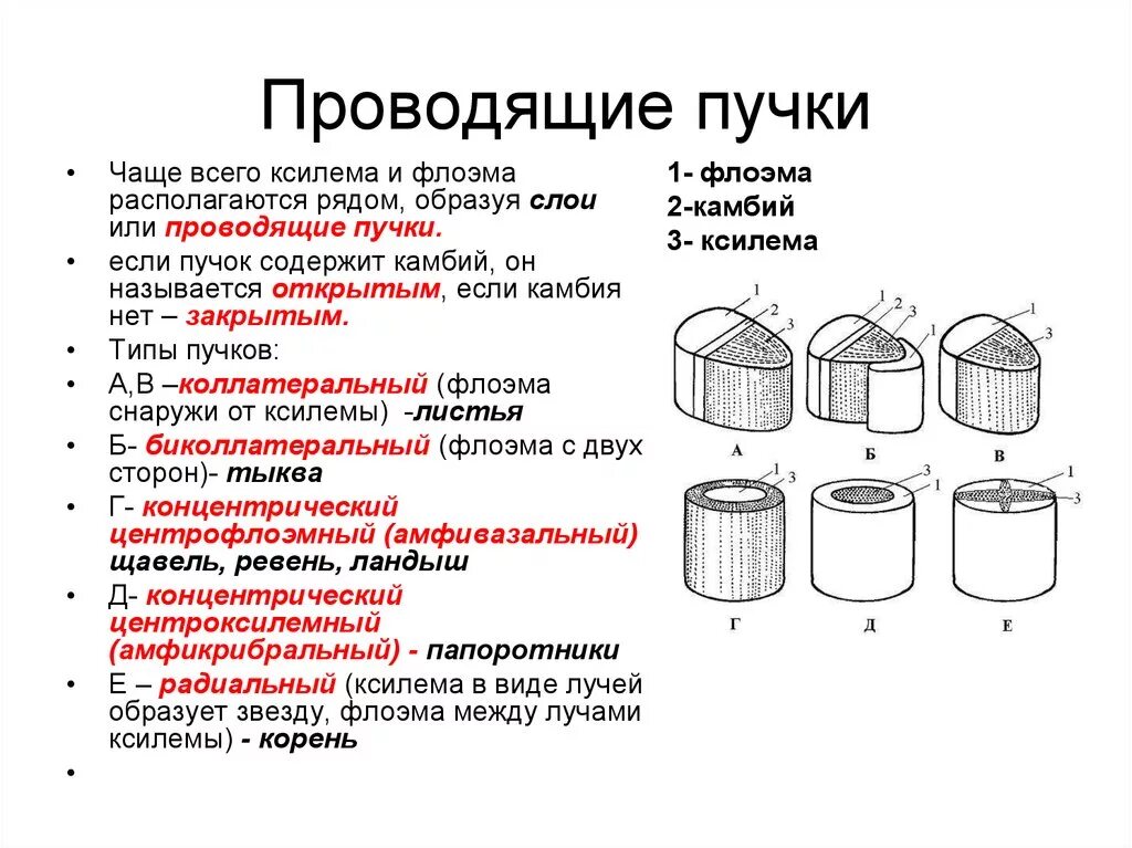 Что такое сосудистые пучки какую функцию они. Схемы строения проводящих Пучков. Типы проводящий пусков. Типы строения проводящих Пучков. Проводящие пучки типы проводящих Пучков.