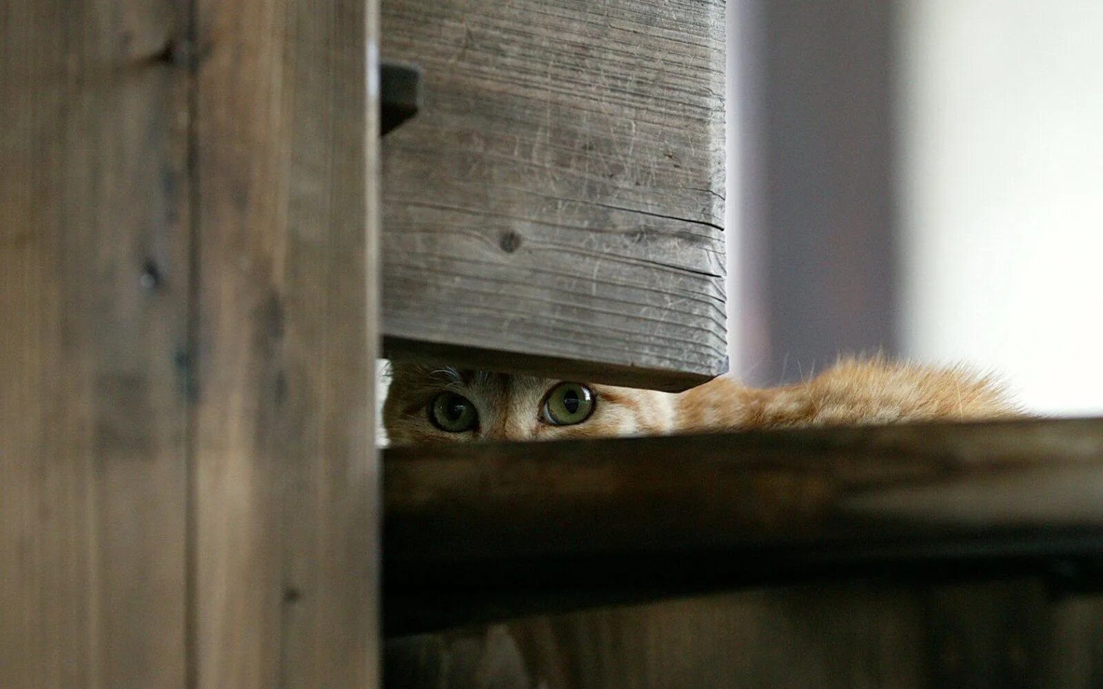 Кот прячется под диван. Спрятался под кровать. Кот выглядывает. Котенок прячется. Спрятался в углу.