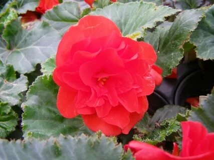 Scarlet Tuberous Begonia Tuberous begonia, Spring plants, Flowers.