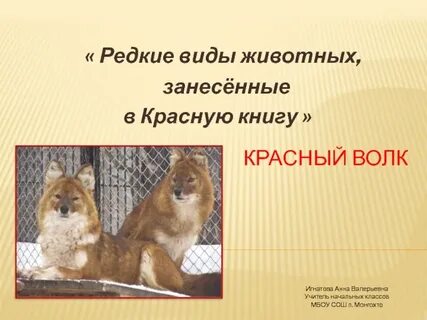 Занесен ли волк в красную книгу