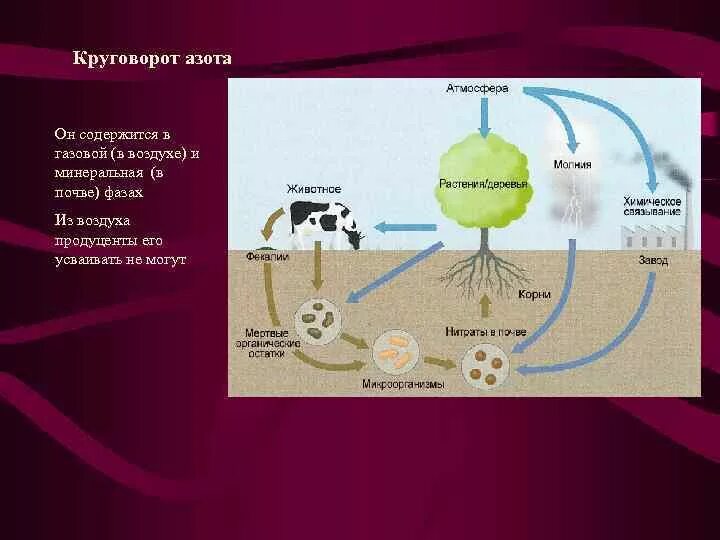 Соединение азота в природе. Круговорот веществ в природе азот. Схему круговорота вещества в биосфере азот. Цикл азота в биосфере. Круговорот азота кислорода углерода в природе.