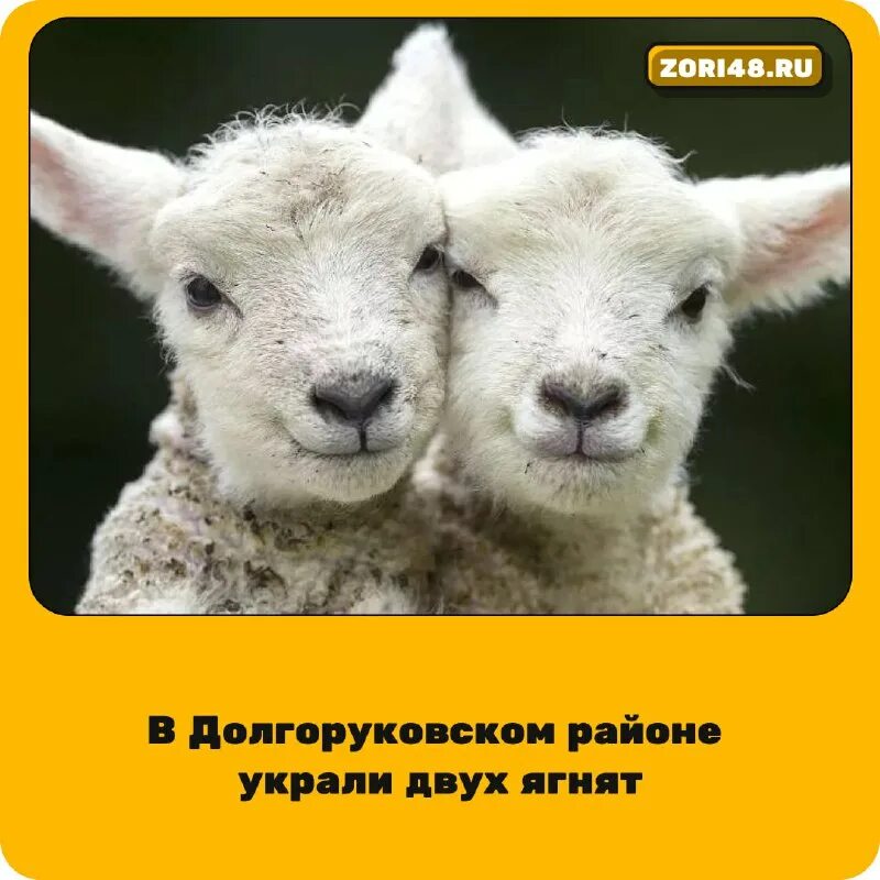 Знаменитый эксперимент авиценны двух ягнят огэ. Картинка 2 ягненка эксперимент авиценны. Знаменитый эксперимент авиценны двух ягнят огэ. Абу али ибн сина 980 1037. Ученый востока абу али ибн сина.