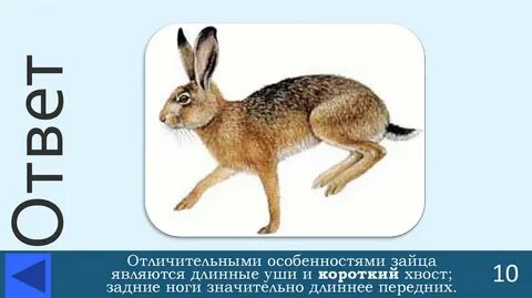 У зайца голова