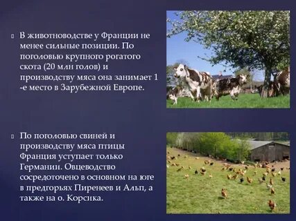 Скотоводство пример