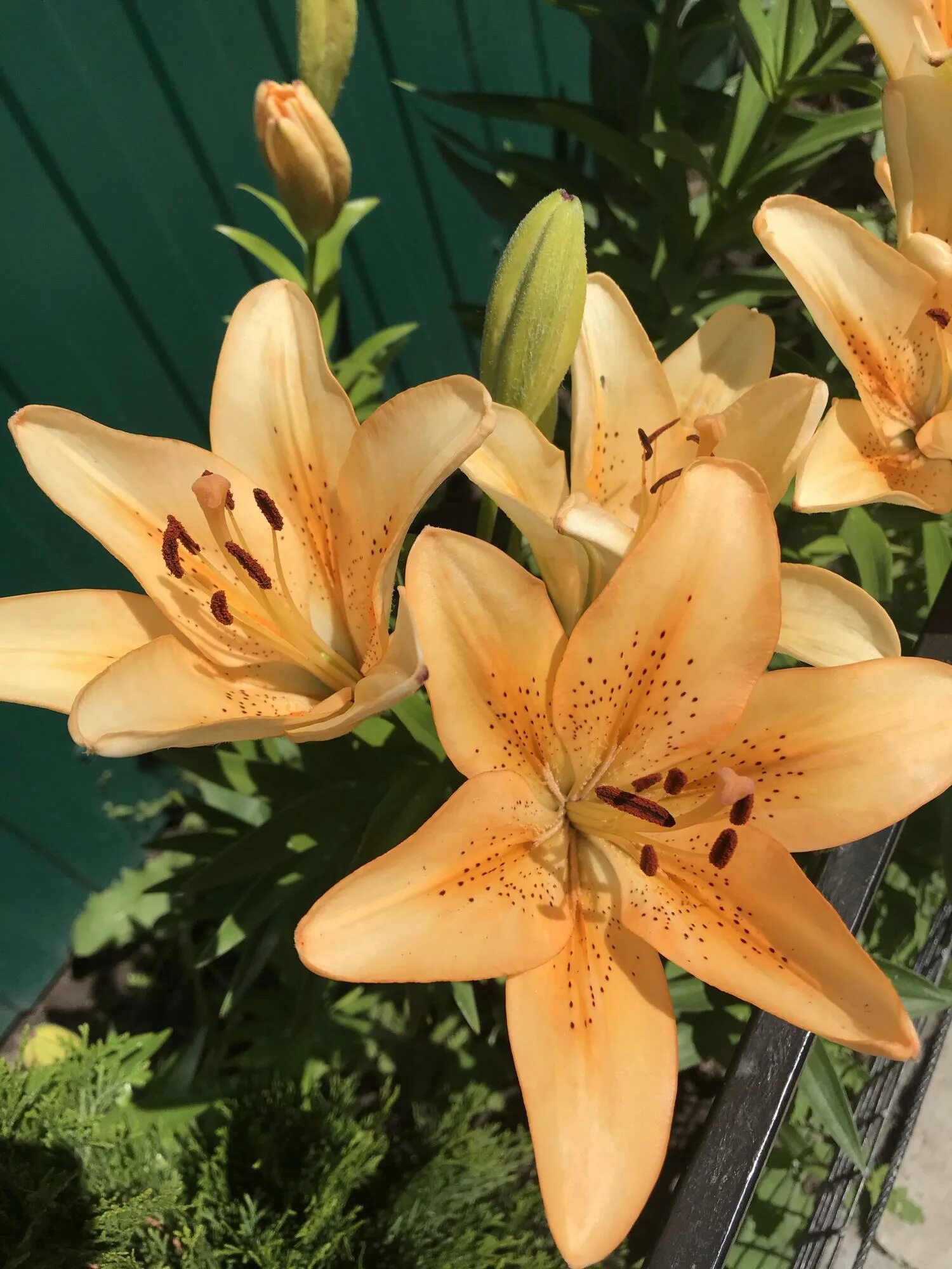 лилия гибрид фризо. лилия клубни армани. )). лилии недорого луковицы. лилия friso.