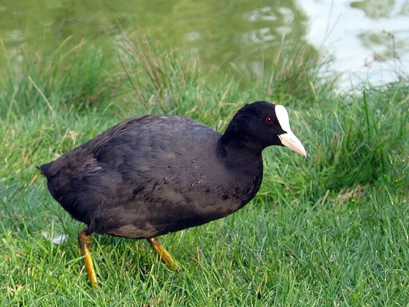 Лысуха (Fulica atra). Лысуха пастушковые. Лысуха журавлеобразная. Болотная лысуха. Утка с белым лбом