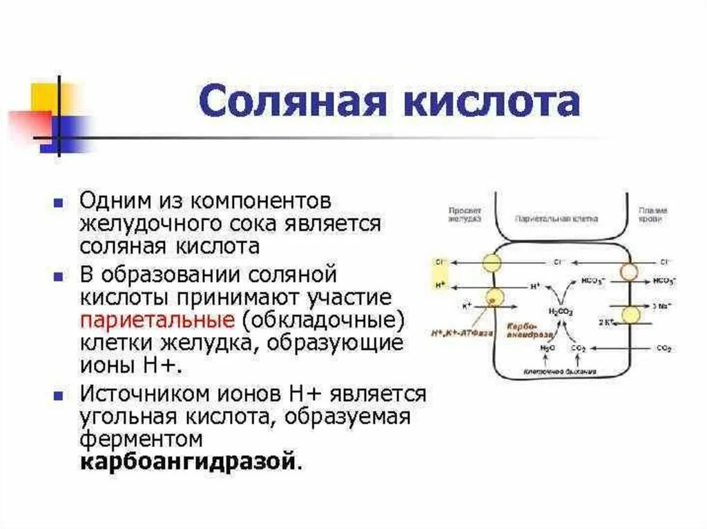 Компоненты соляной кислоты. Механизм синтеза соляной кислоты биохимия. Механизм образования соляной кислоты. Механизм секреции соляной кислоты. Механизм образования и секреции соляной кислоты.