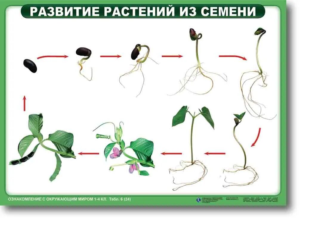 Первым из семени появляется. Схема развития растения из семени. Схема размножения растений 3 класс. Цепочка развития растения из семени. Развитиерастений ТЗ семени.